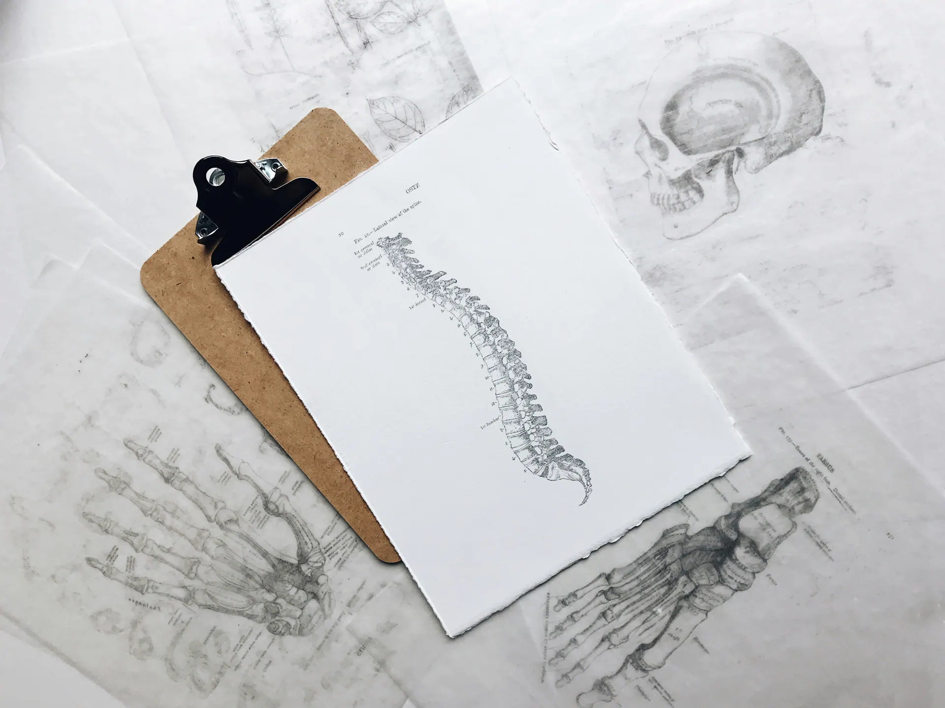 Anatomy sketches and a spine drawing on a clipboard