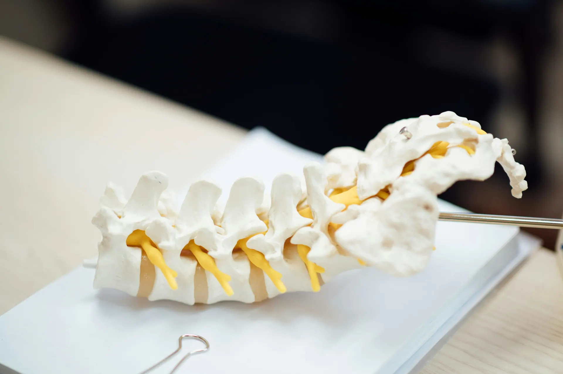 A spinal model used to explain anatomy